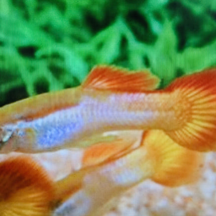 Guppy male sunset 2.5cm