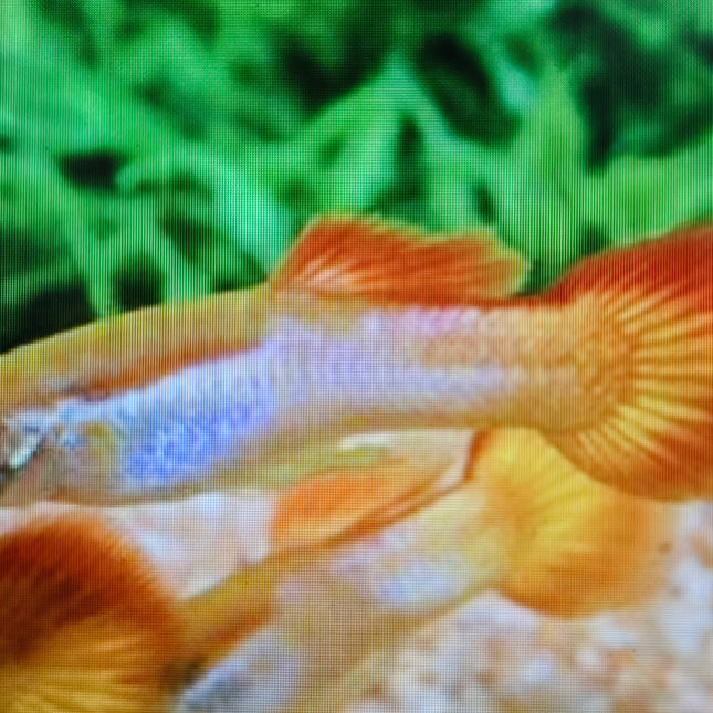 Guppy male sunset 2.5cm