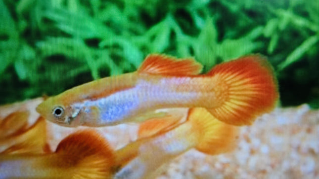 Guppy male sunset 2.5cm