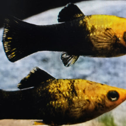 Black gold dust molly 3cm