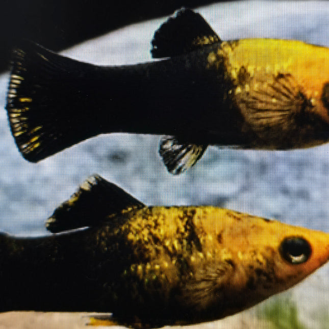 Black gold dust molly 3cm