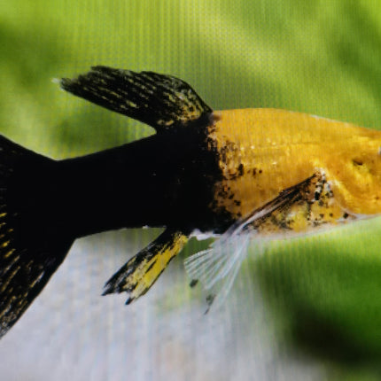 Black gold dust molly 3cm