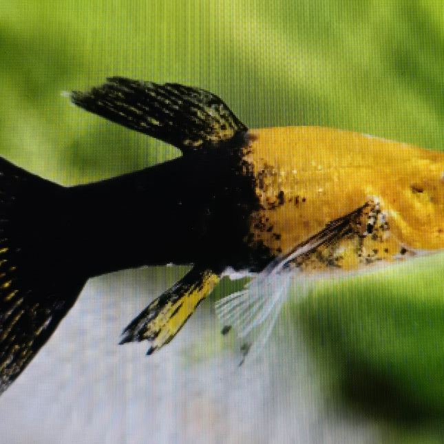 Black gold dust molly 3cm