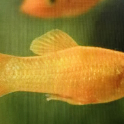 Gold molly 3cm