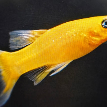 Gold molly 3cm