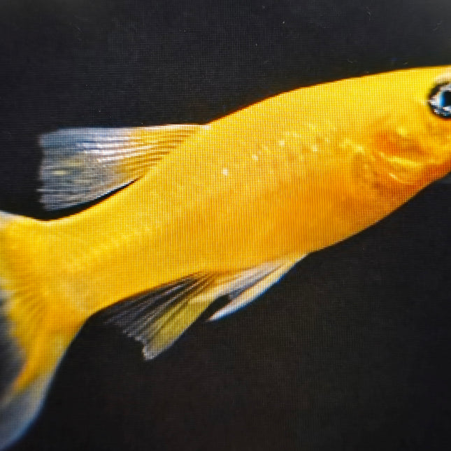 Gold molly 3cm