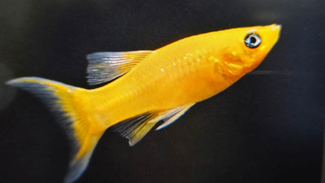 Gold molly 3cm
