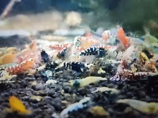 Assorted caridina shrimp 1.2-1.5cm