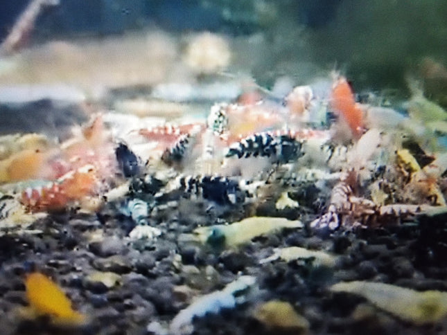 Assorted caridina shrimp 1-1.2cm