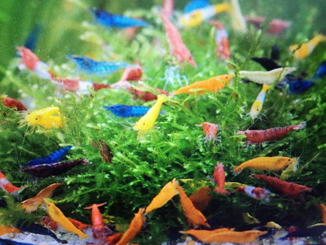 Assorted neocaridina shrimps 1-1.5cm