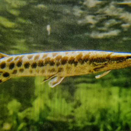 Spotted gar 8-10cm