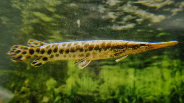 Spotted gar 8-10cm