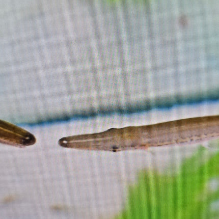 Alligator gar 8-10cm