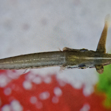 Alligator gar 8-10cm