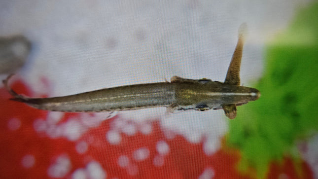 Alligator gar 8-10cm