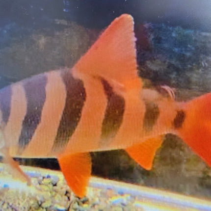 Six banded distichodus 4-5cm