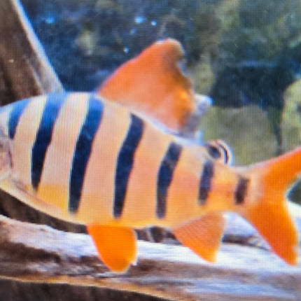 Six banded distichodus 4-5cm