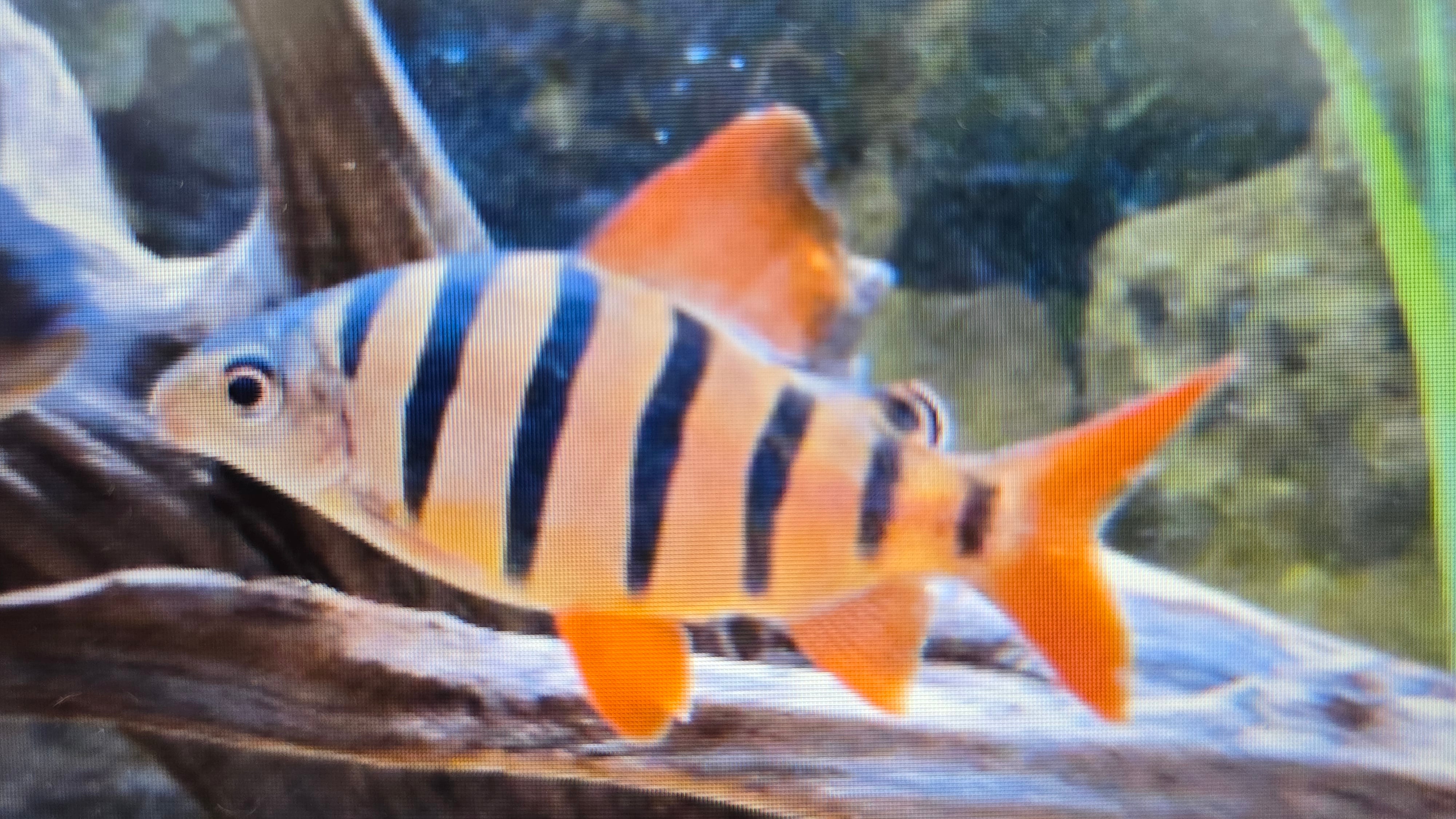 Six banded distichodus 4-5cm – Fishlist by Desmond Lim