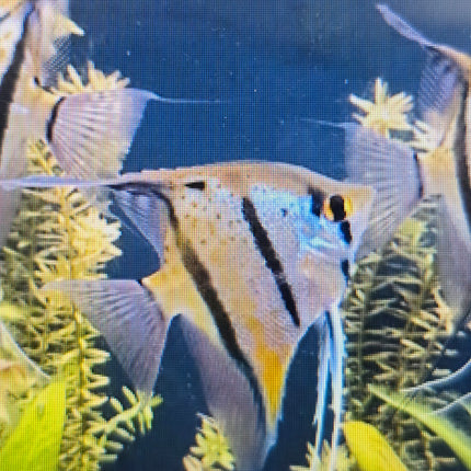 Rio Nanay Angelfish 7-8cm