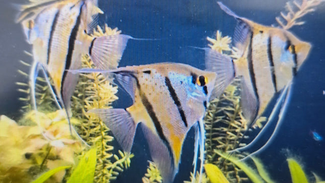 Rio Nanay Angelfish 7-8cm