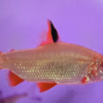 Red and black distichodus 5-6cm