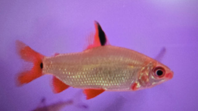 Red and black distichodus 5-6cm