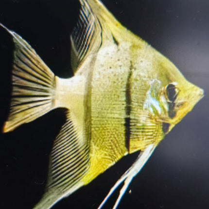 Rio Nanay Angelfish 7-8cm