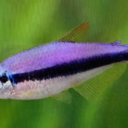 Blue emperor tetra 2.8cm
