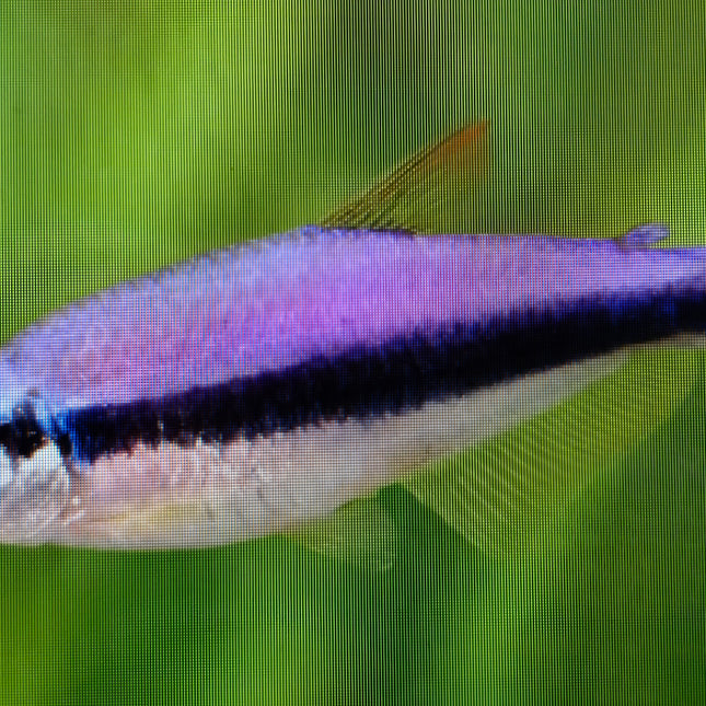 Blue emperor tetra 2.8cm