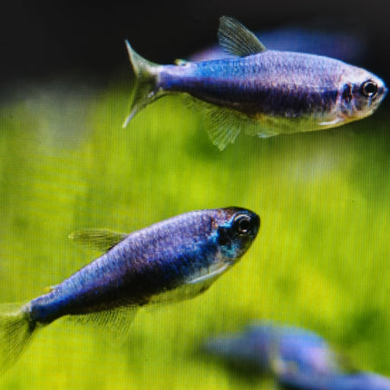 Blue emperor tetra 2.8cm