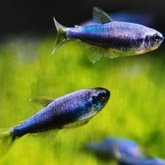 Blue emperor tetra 2.8cm