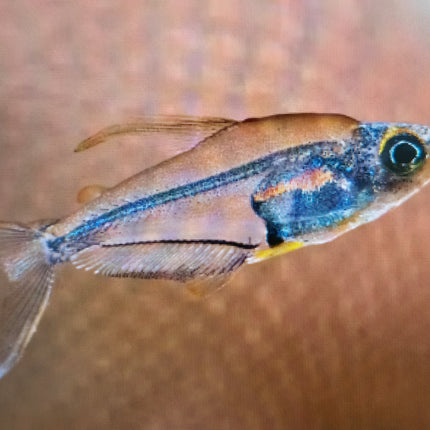 Hummingbird tetra 1-1.5cm