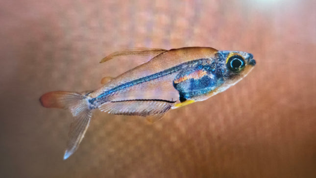 Hummingbird tetra 1-1.5cm