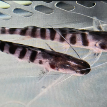 Tigrinus catfish 10-12cm