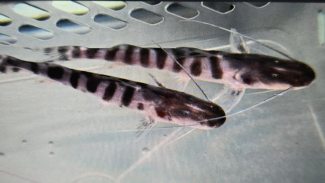 Tigrinus catfish 10-12cm