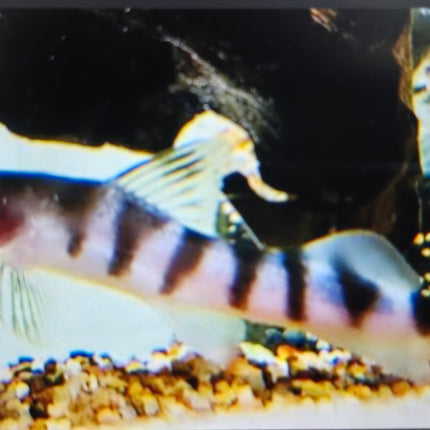 Tigrinus catfish 10-12cm