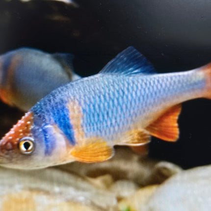 Red shiner male 5cm