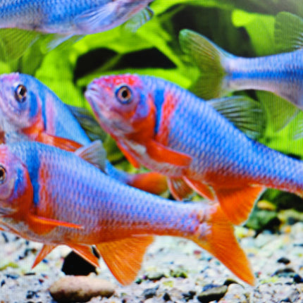 Red shiner male 5cm