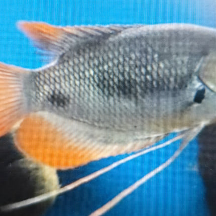 Red tail giant gourami 6-7cm