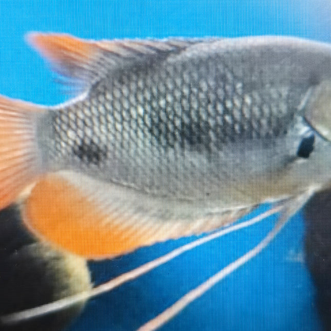 Red tail giant gourami 6-7cm