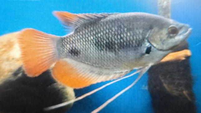 Red tail giant gourami 6-7cm
