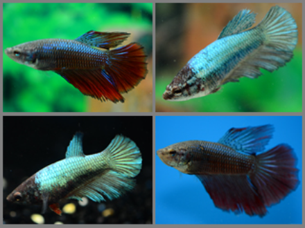 Betta female half moon 3cm