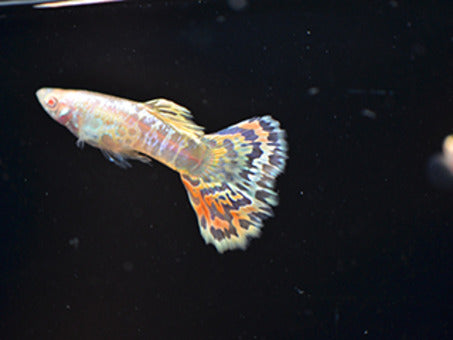 Albino Yellow Tiger guppy pair 2.5cm