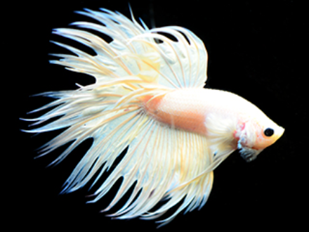 Betta male white crowntail 4cm