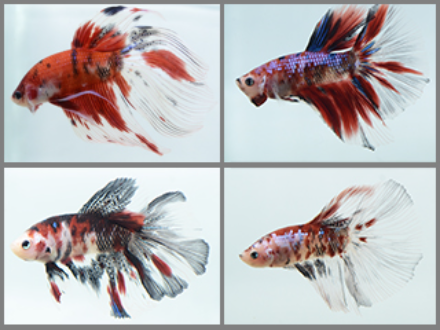Betta male koi galaxy plakat 4cm