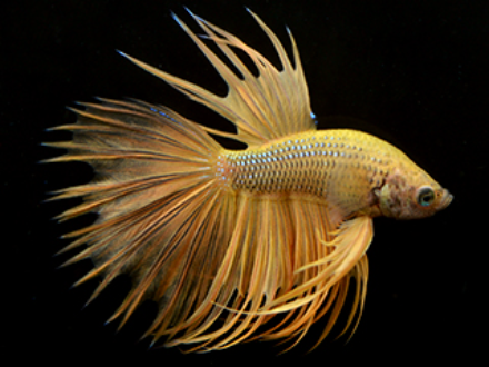Betta male Golden Crowntail 4cm