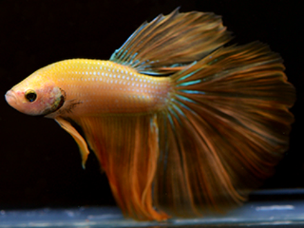 Betta male yellow halfmoon 4cm
