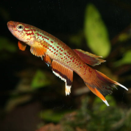 JBL ProNovo Killifish Grano S: Premium Color-Enhancing Granulated Fish Food