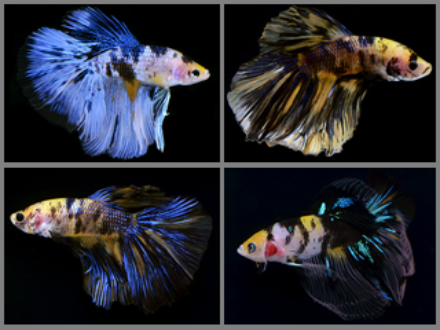 Betta male Halfmoon Tiger Koi 5cm