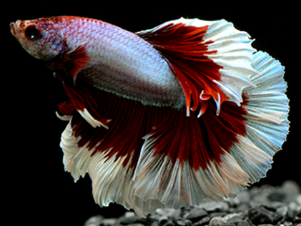 Betta male halfmoon pink butterfly 4cm